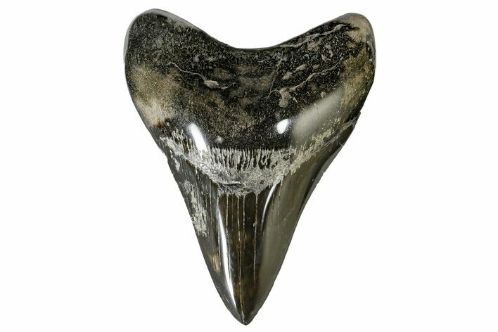 Fossil Megalodon Tooth - Polished Tooth #165046